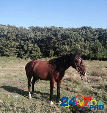 Продам лошадь Abadzekhskaya - photo 7