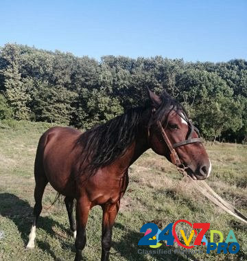 Продам лошадь Abadzekhskaya - photo 4