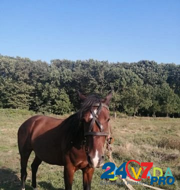 Продам лошадь Abadzekhskaya - photo 8