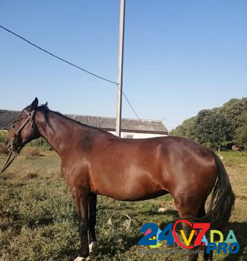 Продам лошадь Abadzekhskaya - photo 2