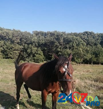 Продам лошадь Abadzekhskaya - photo 5
