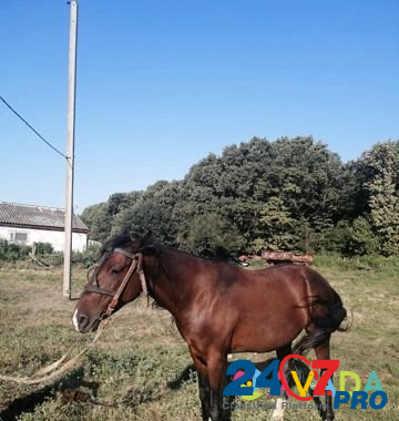 Продам лошадь Abadzekhskaya - photo 1