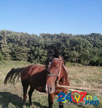 Продам лошадь Abadzekhskaya - photo 6