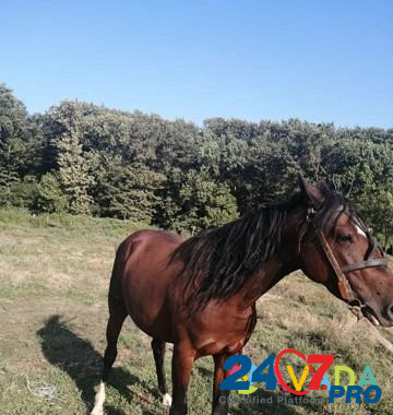Продам лошадь Abadzekhskaya - photo 3