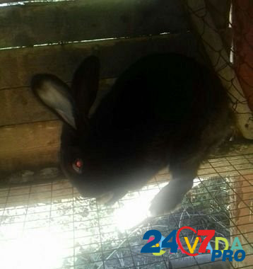 Кролик Khabez - photo 1
