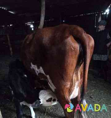 Корова с телятами Tatarka