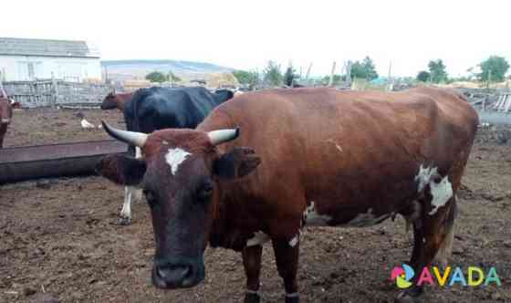 Корова с телятами Татарка