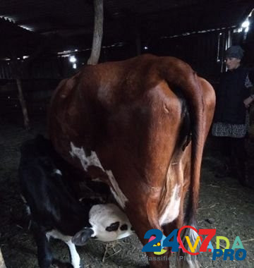 Корова с телятами Tatarka - photo 3