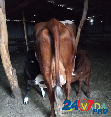 Корова с телятами Tatarka - photo 1