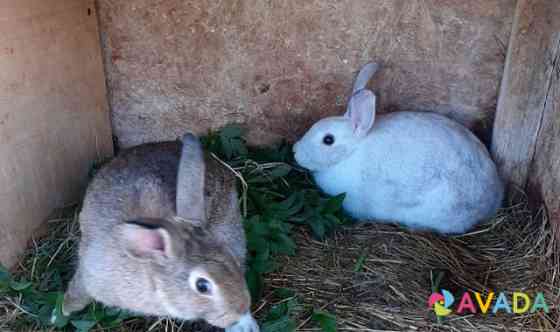 Кролики белый и серый великан продам Velikiy Novgorod