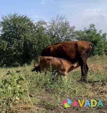 Корова с теленком Ikon-Khalk