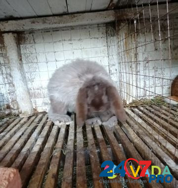 Кролики Tul'skiy - photo 4