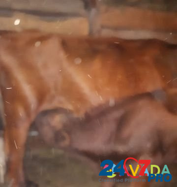 Корова с бычком Исправная - изображение 3