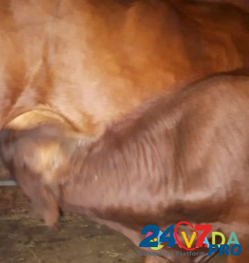 Корова с бычком Ispravnaya - photo 2