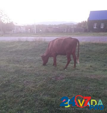 Корова с бычком Ispravnaya - photo 4