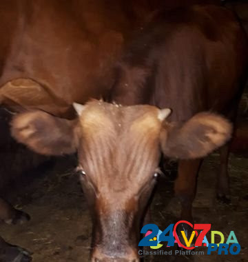 Корова с бычком Ispravnaya - photo 1