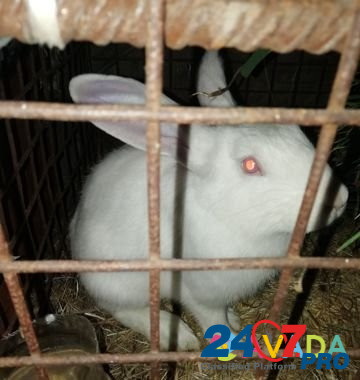 Кролики Pospelikha - photo 1