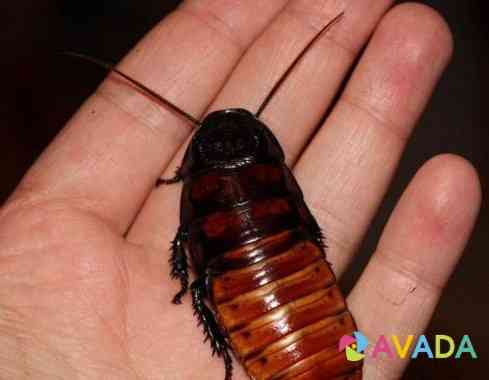 Мадагаскарский таракан Cherepovets