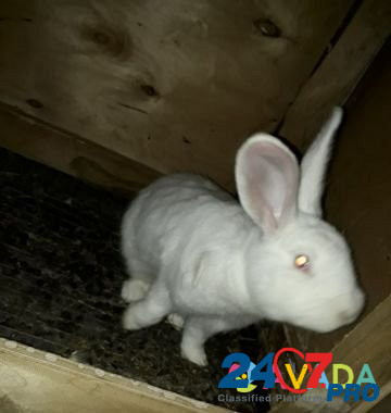Кролики Semender - photo 3