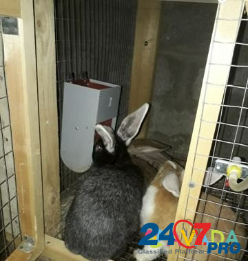 Кролики Semender - photo 4