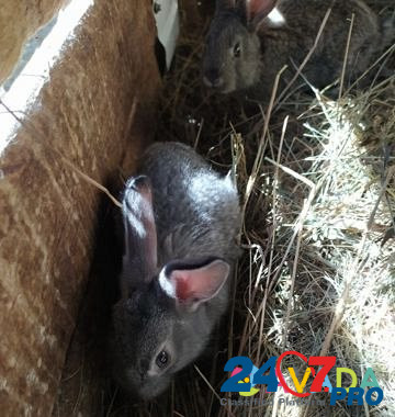 Кролики Buzdyak - photo 6
