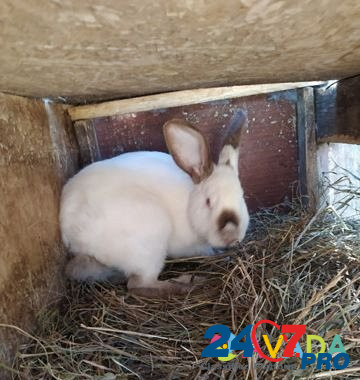 Кролики Buzdyak - photo 8