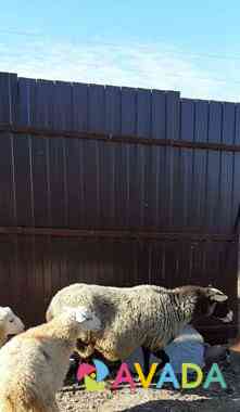Романовская овца с ягнятами Набережные Челны