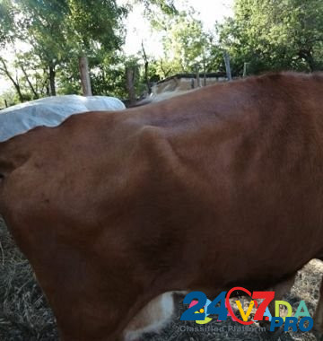 Корова Beshpagir - photo 1