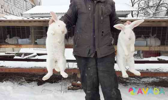 Кролики порода "Белый великан" Glebovskiy