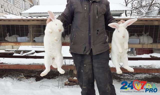 Кролики порода "Белый великан" Glebovskiy - photo 3