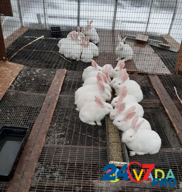 Кролики порода "Белый великан" Glebovskiy - photo 2