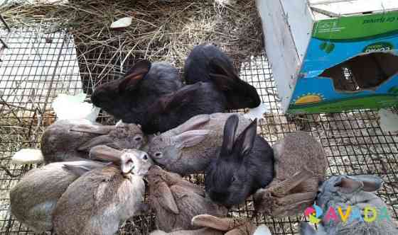 Кролики Kostroma