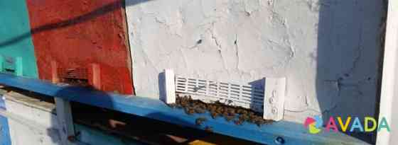 Продаю пчелосемьи(пчелопакеты) Крымск