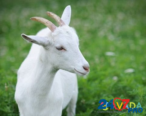 Продам козу с козлятами Vilya - photo 1