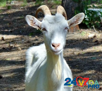 Продам козу с козлятами Vilya - photo 2