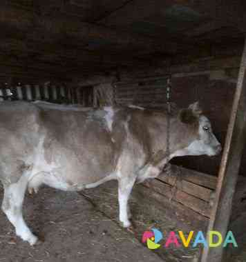 Продаю корову Volgograd