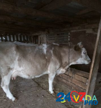 Продаю корову Volgograd - photo 2