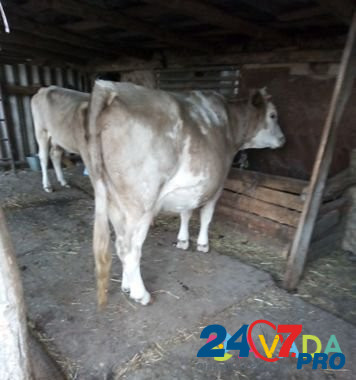 Продаю корову Volgograd - photo 4