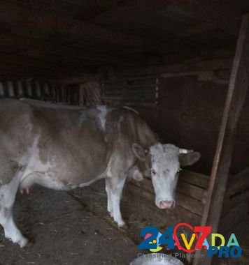 Продаю корову Volgograd - photo 1