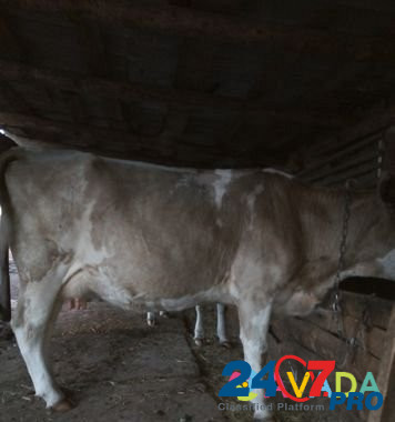Продаю корову Volgograd - photo 3