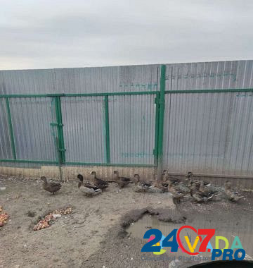 Подсадные утки Uchaly - photo 3
