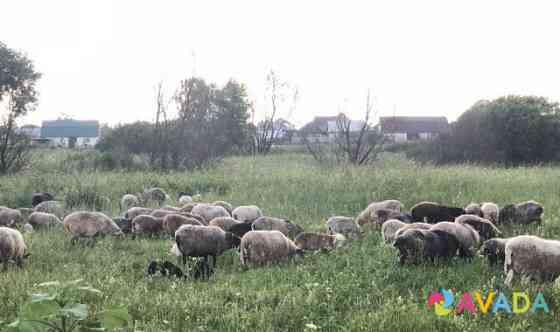 Продам овец Goreloye