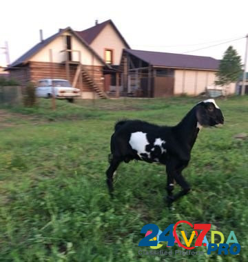 Продаётся коза, козел и козлик Lebyazh'ye - photo 1
