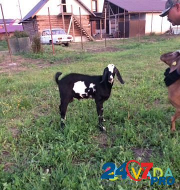 Продаётся коза, козел и козлик Lebyazh'ye - photo 2