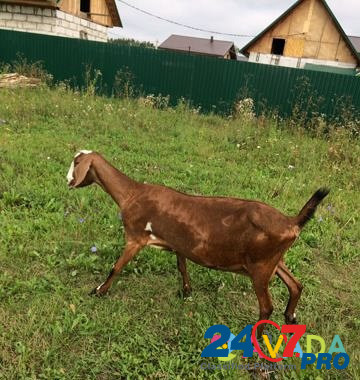 Продаётся коза, козел и козлик Lebyazh'ye - photo 4