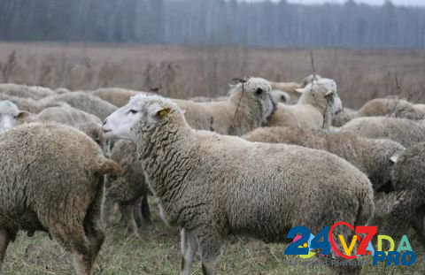 Овцы и барашки Bogatyye Saby - photo 2