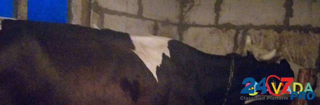 Корова Теткино - изображение 2