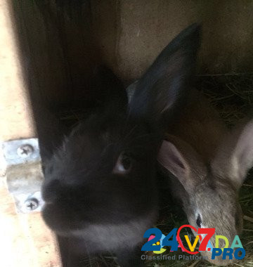 Кролики мясной породы Lesnoy Gorodok - photo 2