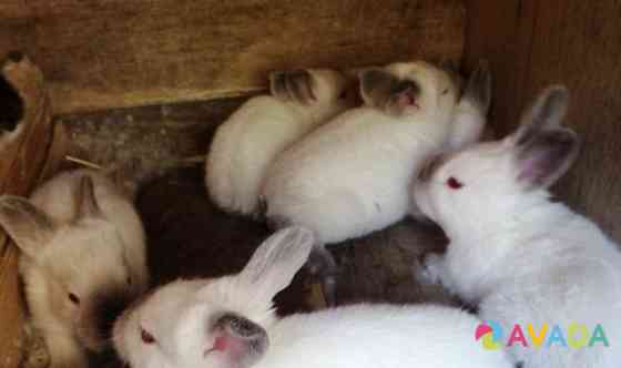 Кролики Gorodishche