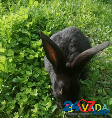 Кролики Gorodishche - photo 6